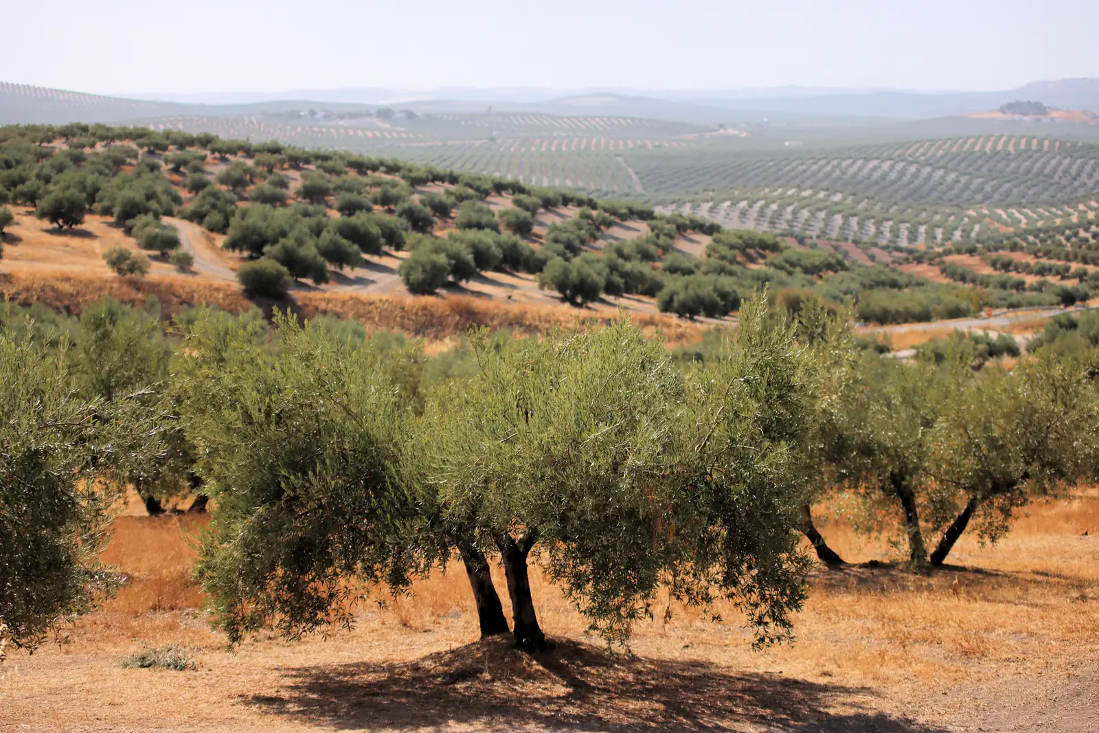 Olivenbäume auf trockener Erde in Andalusien, dahinter Hügel mit Olivenhainen in langen Reihen bis zum Horizont.